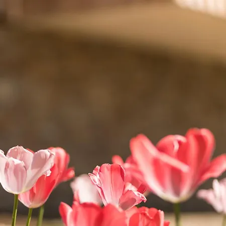 Schilcherlandleben - Hochgrail Appartement