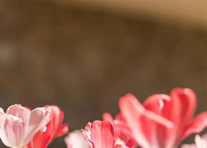 Schilcherlandleben - Hochgrail Apartmán